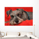 Miniature Schnauzer Resting on Red Blanket Wall Mural