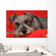 Miniature Schnauzer Resting on Red Blanket Wall Mural