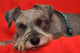 Miniature Schnauzer Resting on Red Blanket Wall Mural