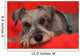 Miniature Schnauzer Resting on Red Blanket Wall Mural