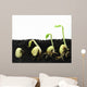 Germinating Beans Wall Decal