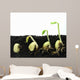Germinating Beans Wall Decal