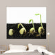 Germinating Beans Wall Decal