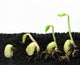 Germinating Beans Wall Decal