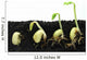Germinating Beans Wall Decal