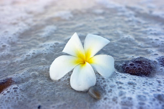 Flower Beach Wall Mural