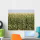 Colorado Corn Harvest Wall Mural