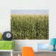 Colorado Corn Harvest Wall Mural