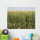 Colorado Corn Harvest Wall Mural