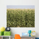 Colorado Corn Harvest Wall Mural