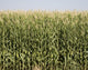 Colorado Corn Harvest Wall Mural