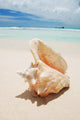 Shell in the Caribbean Wall Mural