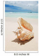 Shell in the Caribbean Wall Mural