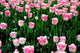 Tulpenfeld Wall Decal