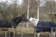 Horses Winter Brandenburg Wall Mural