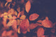 Branch with orange leaves, autumn background Wall Mural