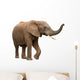 African Elephant Isolated on White Wall Decal