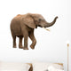 African Elephant Isolated on White Wall Decal