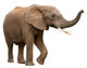 African Elephant Isolated on White Wall Decal