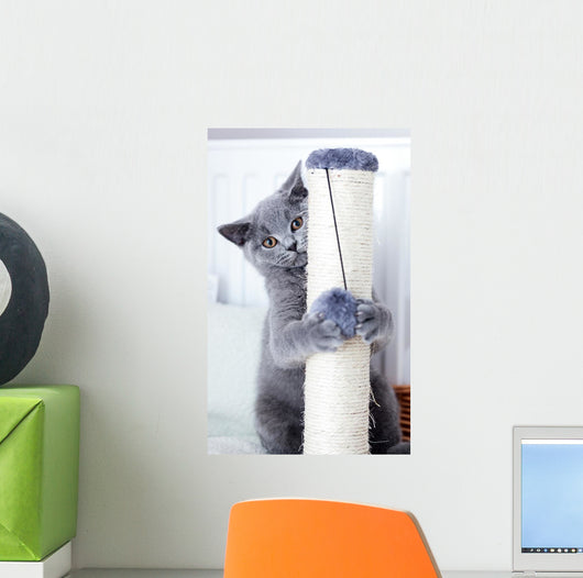 Young Cute Cat Scratching Wall Decal
