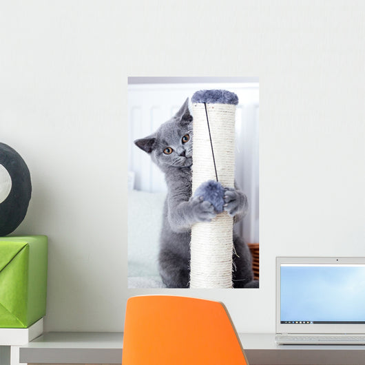 Young Cute Cat Scratching Wall Decal