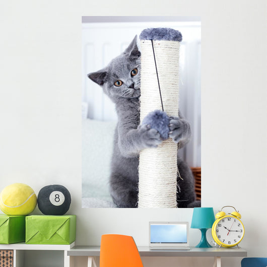 Young Cute Cat Scratching Wall Decal