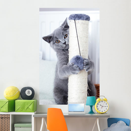Young Cute Cat Scratching Wall Decal