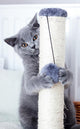 Young Cute Cat Scratching Wall Decal
