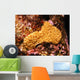 Sternenkoralle-star Coral Wall Decal