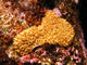 Sternenkoralle-star Coral Wall Decal