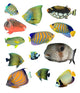 Various Tropical Reef Fish Wall Decal Sticker Set