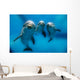 Three Dolphins Underwater Wall Decal