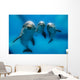 Three Dolphins Underwater Wall Decal