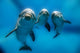 Three Dolphins Underwater Wall Decal