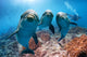 three dolphins close up portrait underwater while looking at you Wall Mural