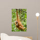 Orangutan Wall Mural