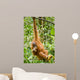 Orangutan Wall Mural