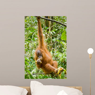 Orangutan Wall Mural shown on a wall