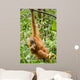 Orangutan Wall Mural