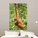 Orangutan Wall Mural