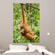 Orangutan Wall Mural