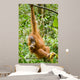 Orangutan Wall Mural