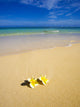 Plumeria Blossoms Lie on White Sand Wall Mural