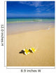 Plumeria Blossoms Lie on White Sand Wall Mural