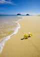plumeria blossoms lie on white sand by the tropical pacific Wall Mural