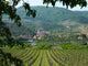 Vineyards Wachau Spitz Wall Decal