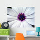 a white flower with a purple center Wall Mural