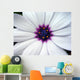 a white flower with a purple center Wall Mural