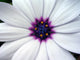 a white flower with a purple center Wall Mural