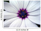 a white flower with a purple center Wall Mural